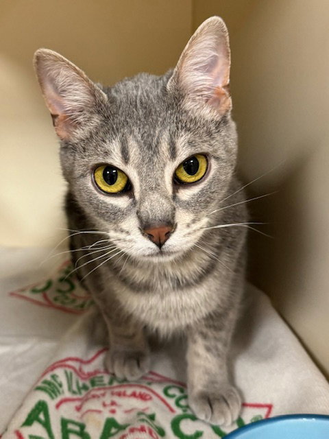 Liam, an adoptable Domestic Short Hair in Lancaster, PA