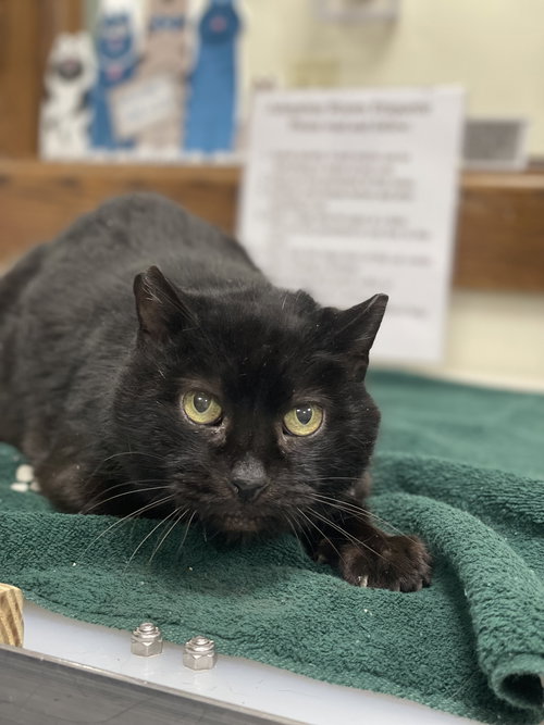 picture of the cat needing adoption