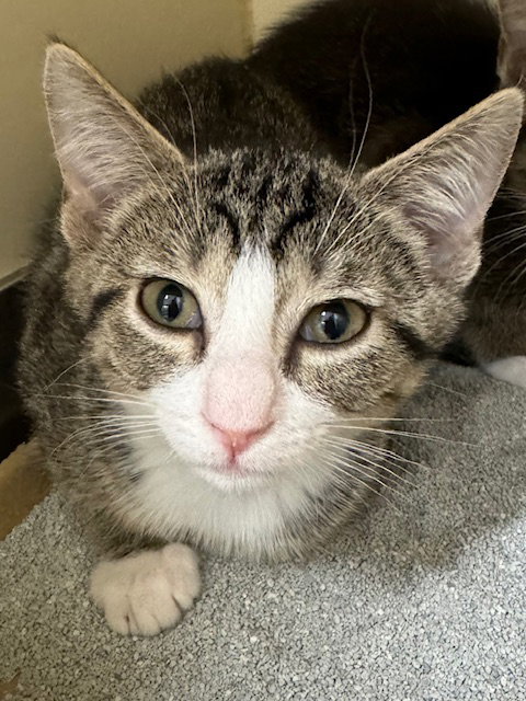 picture of the cat needing adoption