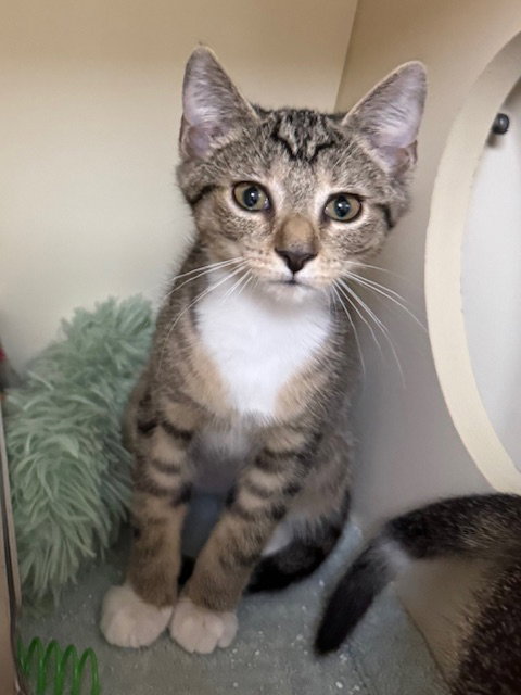 Ducky, an adoptable Domestic Short Hair in Lancaster, PA