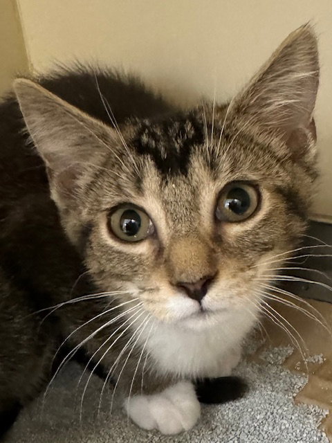 picture of the cat needing adoption