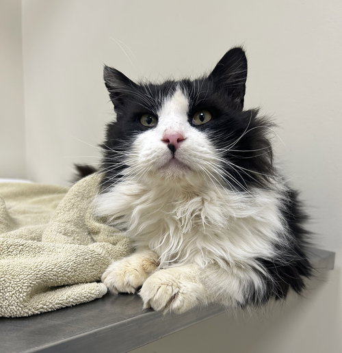 picture of the cat needing adoption