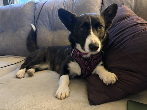 Star, an adoptable Corgi in Lancaster, PA