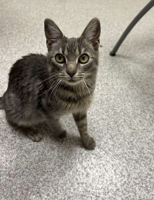 picture of the cat needing adoption