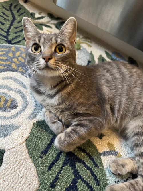 Sarah, an adoptable Domestic Short Hair in Lancaster, PA