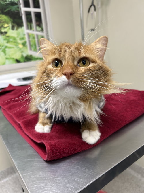 Smoothie, an adoptable Domestic Long Hair in Lancaster, PA