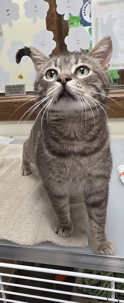 picture of the cat needing adoption