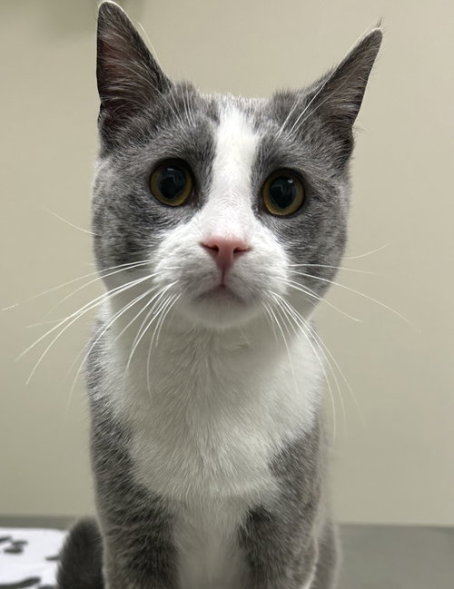 picture of the cat needing adoption
