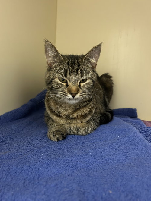 Luna, an adoptable Domestic Short Hair in Lancaster, PA