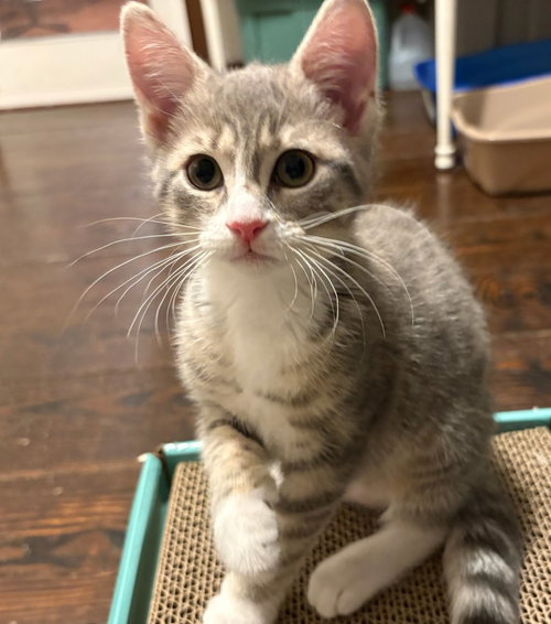 Shasta