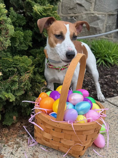 Roe, an adoptable Jack Russell Terrier in Lancaster, PA