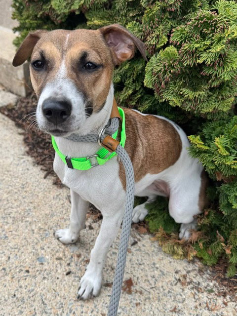 Angel, an adoptable Jack Russell Terrier in Lancaster, PA