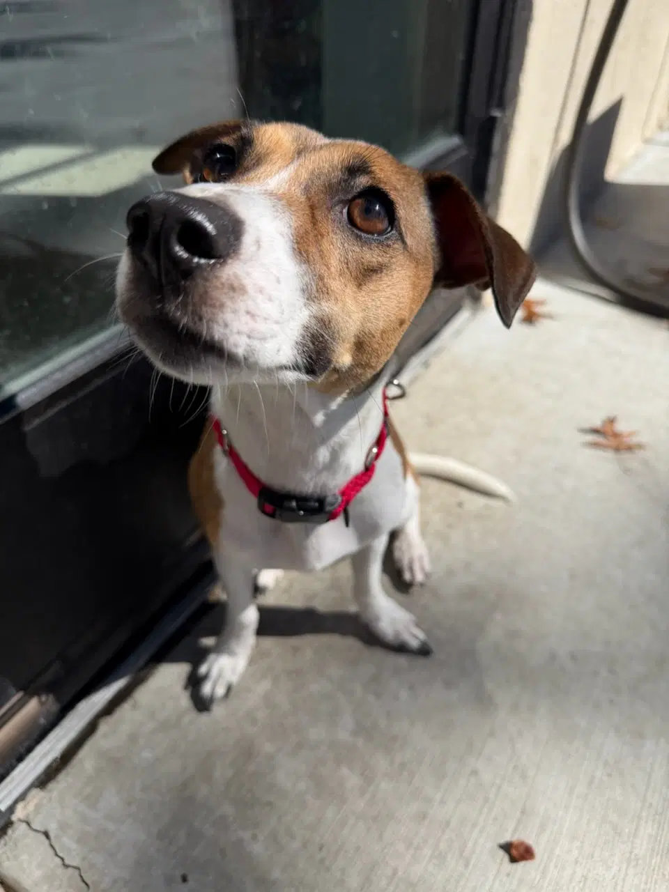 Angel - Jack Russell Terrier