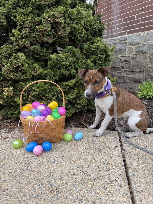 Fred, an adoptable Jack Russell Terrier in Lancaster, PA