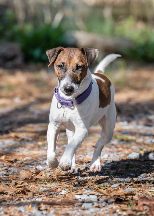 Rocket, an adoptable Jack Russell Terrier in Lancaster, PA