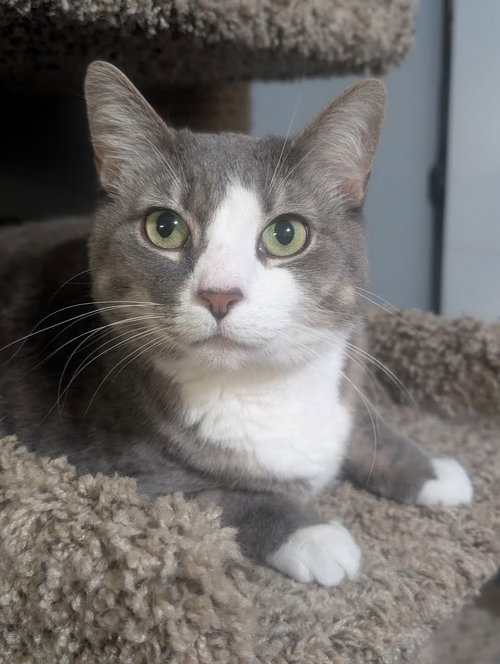 Kiwi, an adoptable Domestic Short Hair in Lancaster, PA