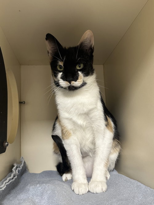 Dolly, Adult Domestic Short Hair (short coat), cat for adoption in Reading, Pennsylvania