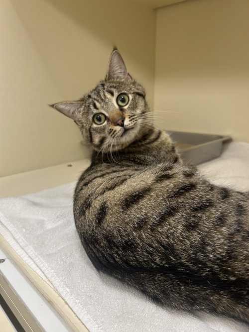 Bagel, Adult Domestic Short Hair (short coat), cat for adoption in Lancaster, Pennsylvania