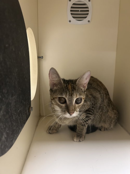 Minnie, an adoptable Domestic Short Hair in Lancaster, PA
