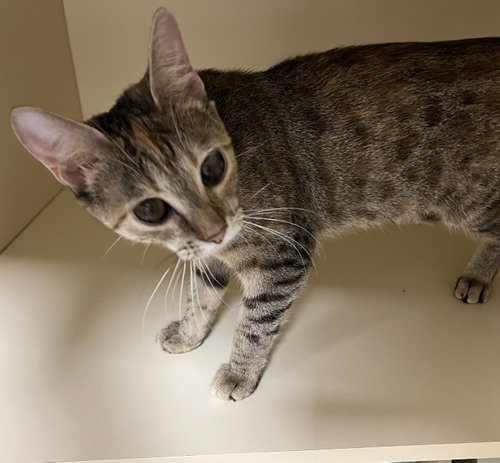 Minnie, Young Domestic Short Hair (short coat), cat for adoption in Reading, Pennsylvania