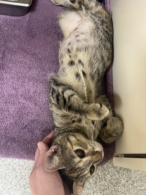 Minnie, Young Domestic Short Hair (short coat), cat for adoption in York, Pennsylvania