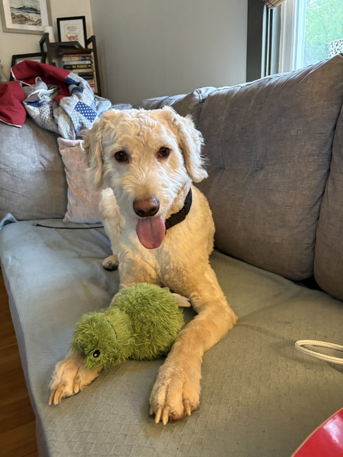 Mulligan, an adoptable Labrador Retriever in Lancaster, PA
