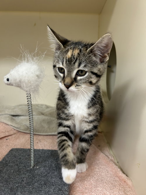 DARLA - Domestic Short Hair available for adoption