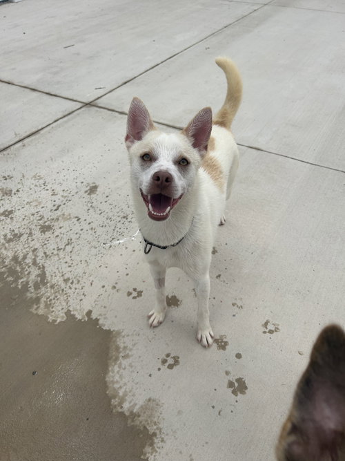 Rock, an adoptable Boston Terrier in Lancaster, PA