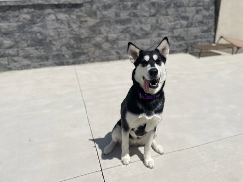Kita, an adoptable Alaskan Malamute in Lancaster, PA