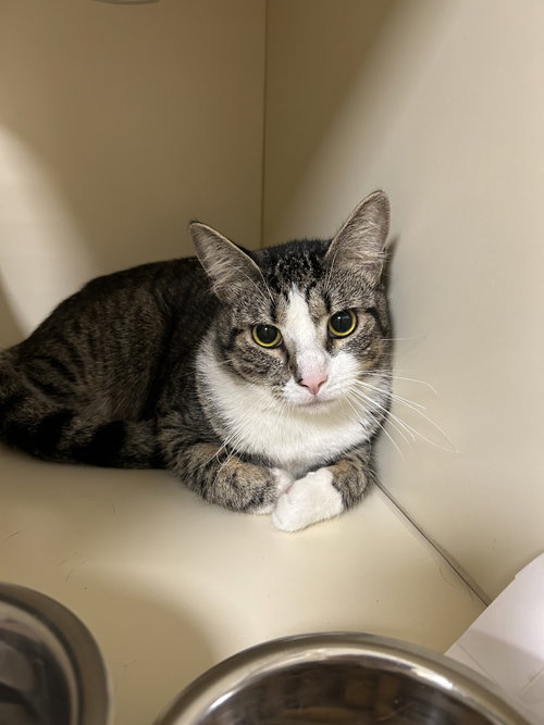 Little Guy, an adoptable Domestic Short Hair in Lancaster, PA