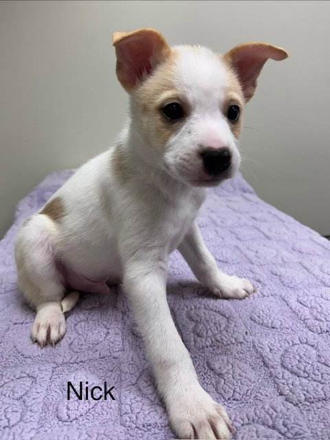 Nick, an adoptable Pomeranian in Lancaster, PA