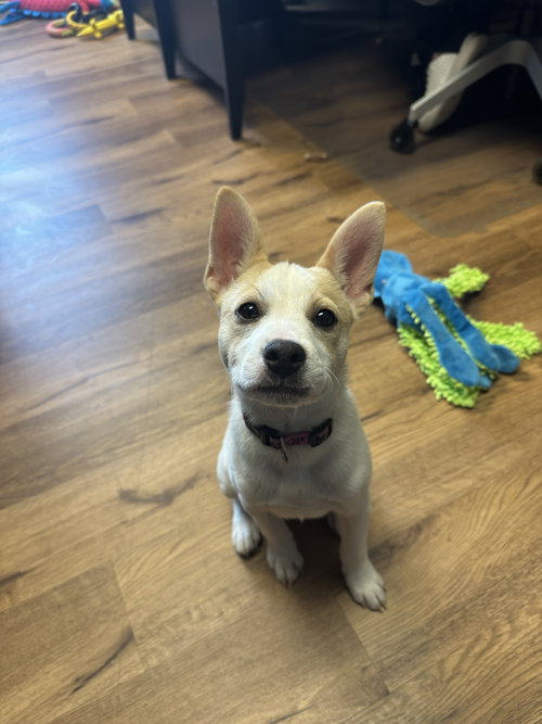 Nick, an adoptable Pomeranian in Lancaster, PA