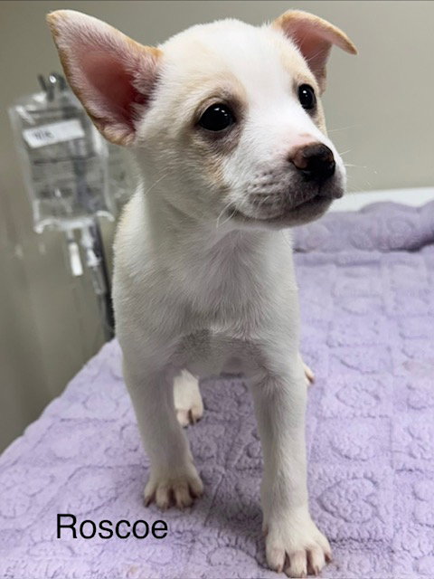 Roscoe