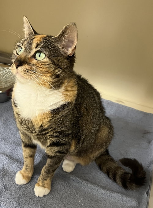 LITTLE LADY - Domestic Short Hair available for adoption