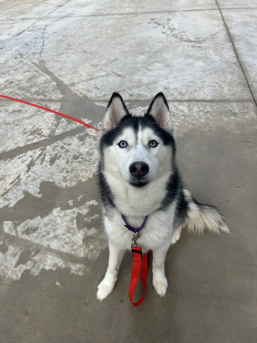 Keya, an adoptable Husky in Lancaster, PA
