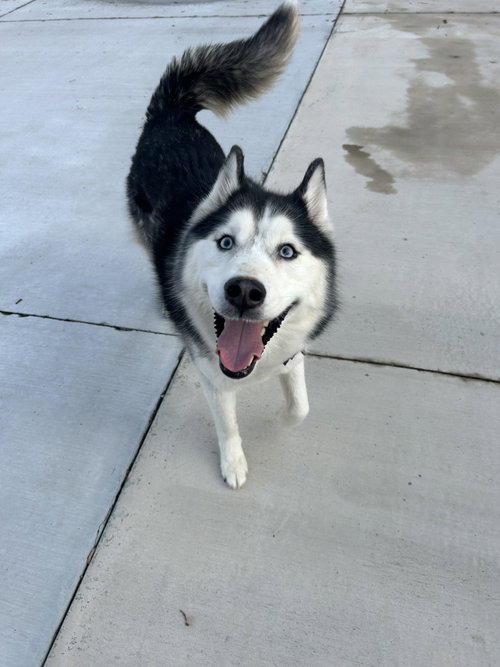 Keya, an adoptable Husky in Lancaster, PA