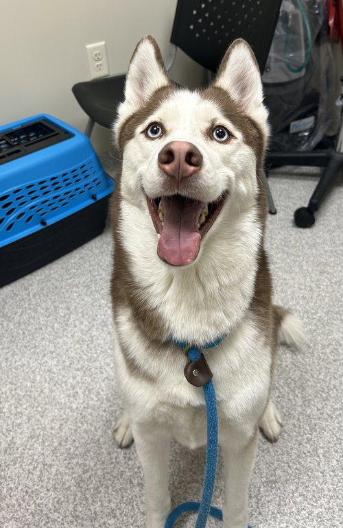 Prince, an adoptable Husky in Lancaster, PA
