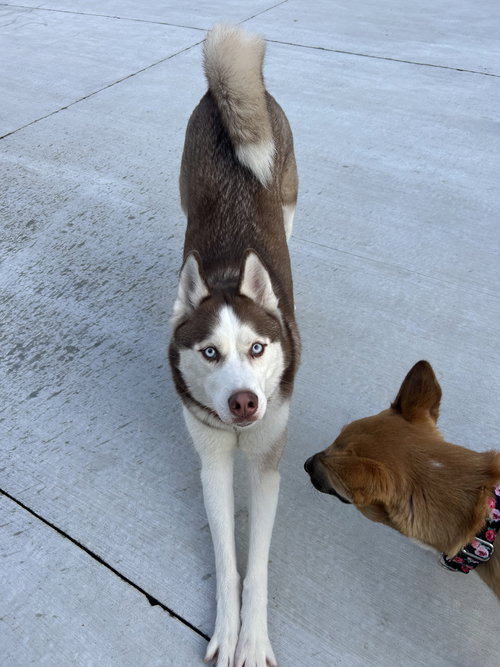 PRINCE - Husky available for adoption