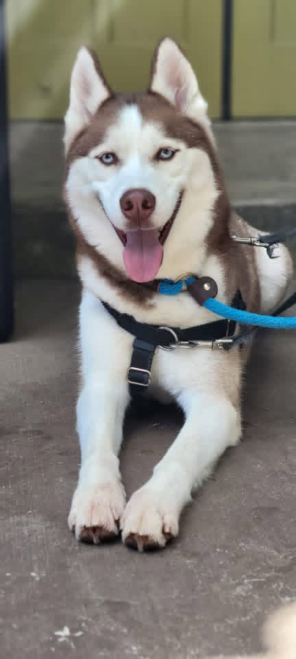 PRINCE - Husky available for adoption