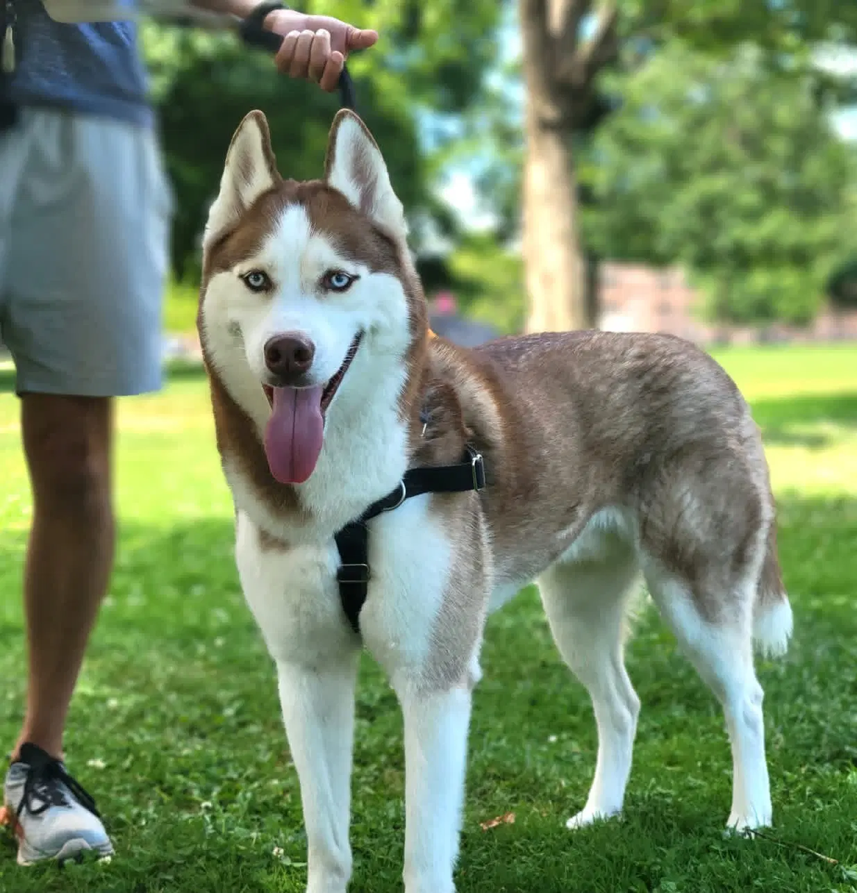 Prince - Husky