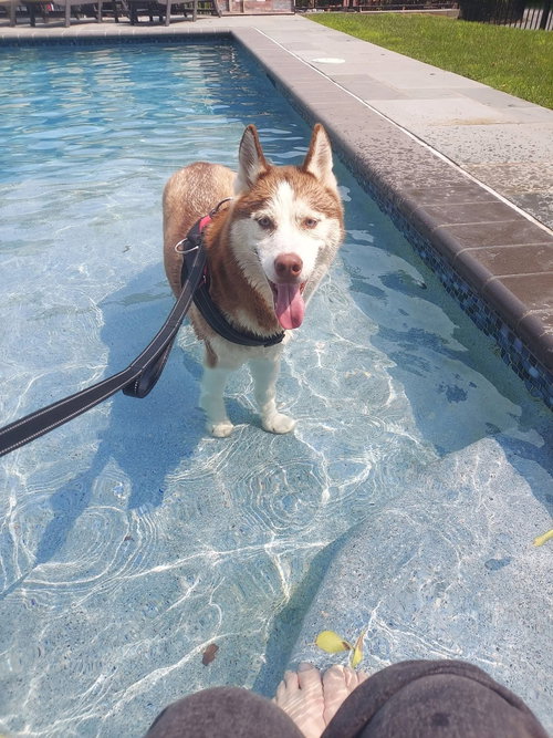 picture of the dog needing adoption