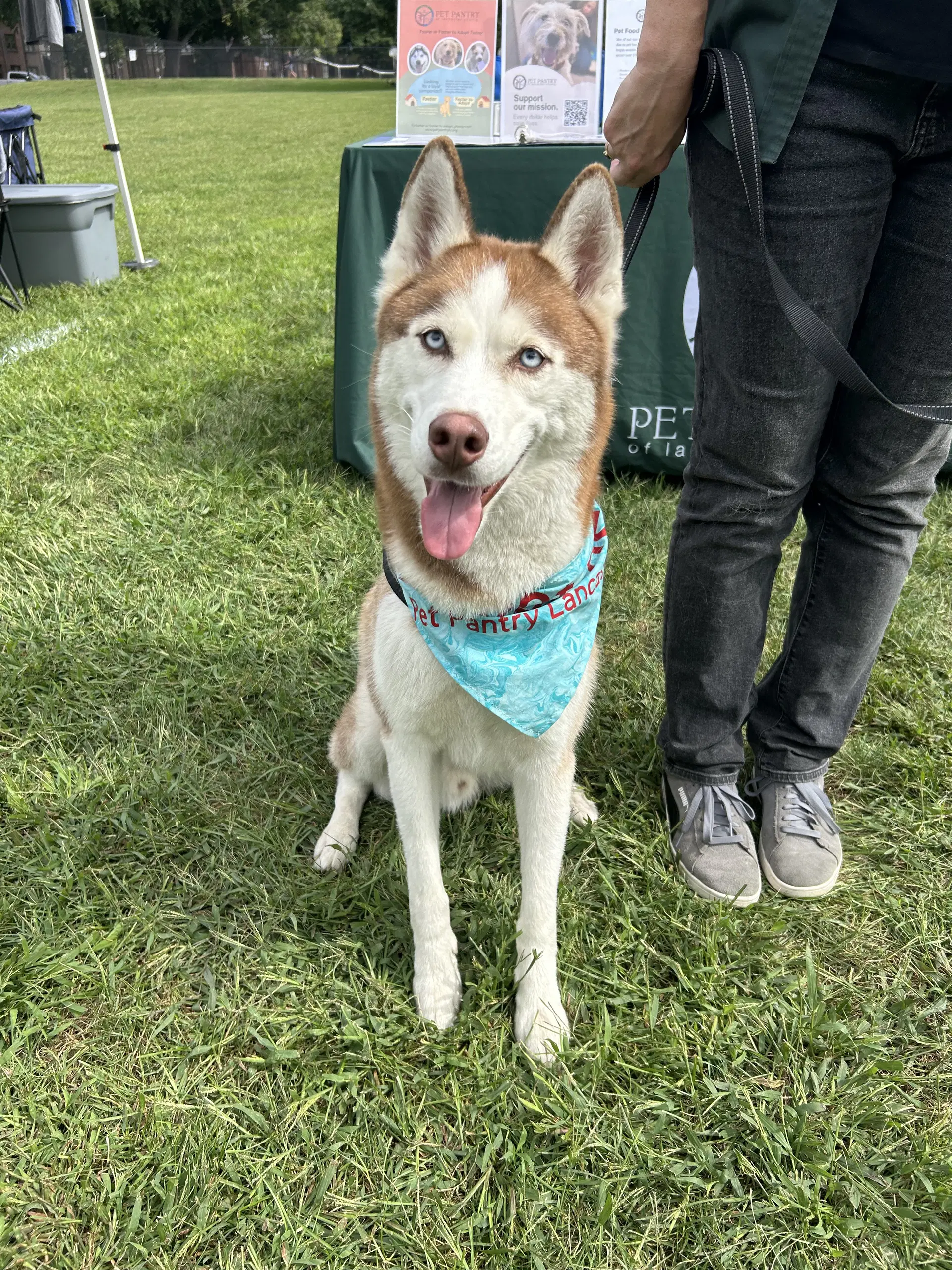 Prince - Husky