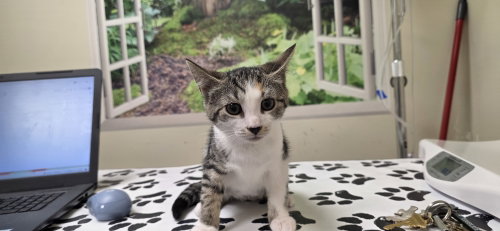 Elsa, Young Domestic Short Hair (short coat), cat for adoption in Lancaster, Pennsylvania