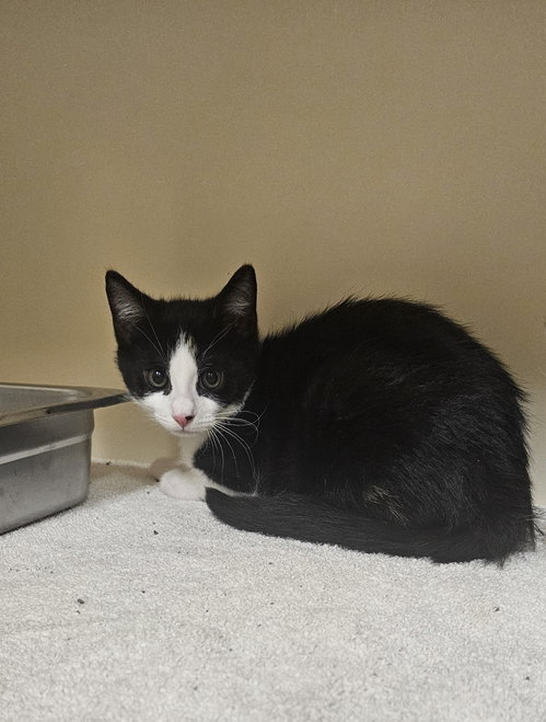 Moana, Young Domestic Short Hair (short coat), cat for adoption in Lancaster, Pennsylvania