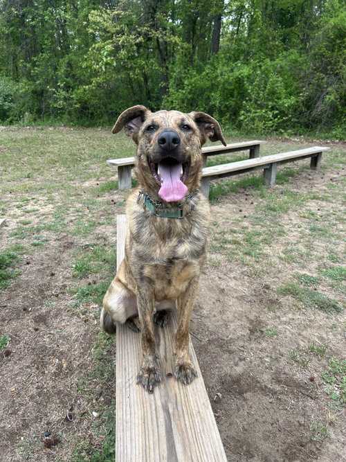 Bruno man, an adoptable German Shepherd Dog in Lancaster, PA