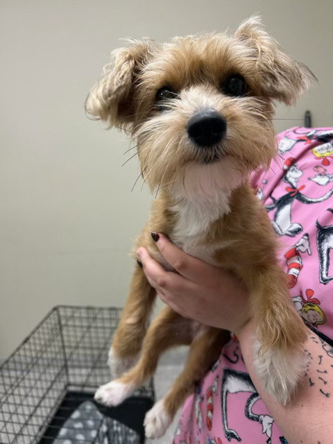 Juliette, an adoptable Poodle in Lancaster, PA