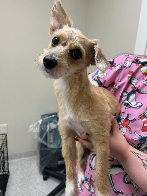 Amber, an adoptable Corgi in Lancaster, PA