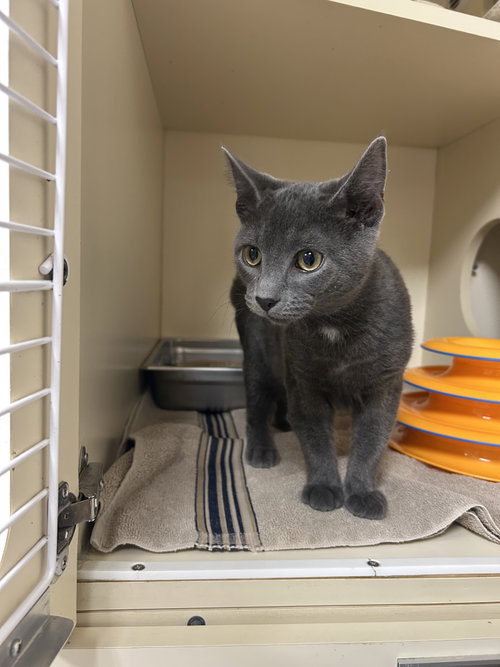 picture of the cat needing adoption