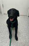 Dixie - Photo 2