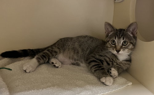 Maverick, an adoptable Domestic Short Hair in Lancaster, PA